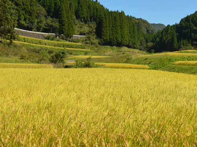 田んぼ