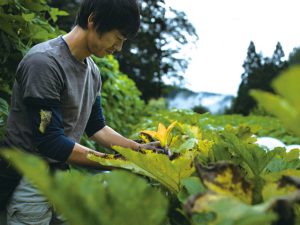 歴史ある徳島の藍染、有機農業で地域活性化を狙う