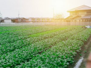 成功する農業！　農業参入時に自問自答すべき15ヶ条