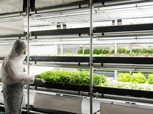 多品種栽培が可能な最新「コンテナ植物工場」に注目！