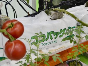 作物の病害発生を防ぐ！ 隔離栽培システム「ココバッグ」って？
