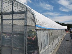 明るくて涼しい！ 小型ハウスの最新遮熱資材