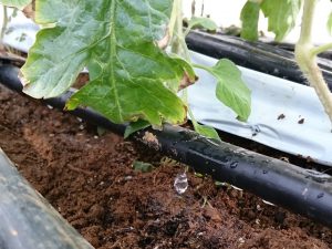 養液土耕+クラウドで低コストで高収益を実現！？