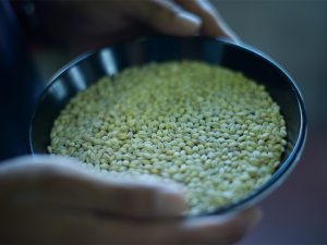 「もち麦ごはん」ブーム　コッソリ教える農家の秘密