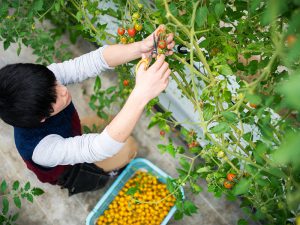 成功する農業！　就農者減でも人材をフル活用する術