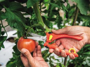 新鮮な野菜を無傷で収穫 こだわりの収穫ハサミ