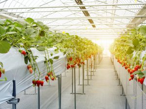 コンクリート張りハウスも「農地」に!?　法改正検討