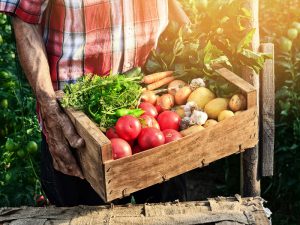 農水省が野菜の生育状況・価格見通し情報を発表！