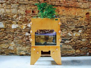 魚の飼育で植物の成長が2倍になるアクアポニックス!