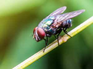 ハエから生まれた新肥料が農業界に激震を起こす！