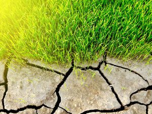温暖化のジレンマ……CO2増加で米の収量が増える!?