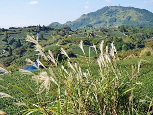 山奥に佇む美しい伝統！ 日本が誇る静岡の「農業遺産」って？