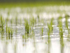 イネの「いもち病」を防ぐ！ 遺伝子を使った新たな防除法とは