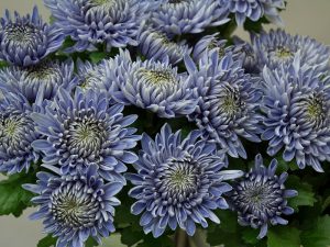 花き産業がアツい！ 農水省も注目の「青いキク」