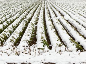 積雪による農作物への影響を防止するポイント