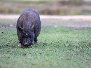 「ICT箱罠」でイノシシを撃退！ 最新の鳥獣対策とは