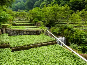 「世界農業遺産」へ認定！ 伝統守る美しい農地