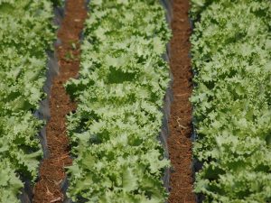 干ばつ被害が多かった地域の農家所得が3倍に!?