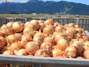 町による地下かんがいシステムで、安定生産を実現！