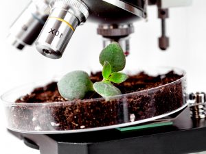 「空気を肥料とする」農業へ！ 名大の研究が大きな一歩