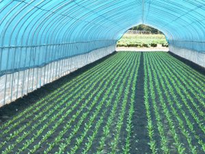 夏場のホウレン草の徒長を防ぐ！ 秘策は青色の光