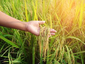 いもち病防除に定評！「オリザエートスター」って？