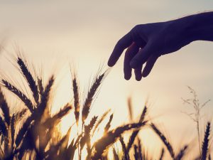 日本の農業が危ない!? 「マネー資本主義」に潜む危険性