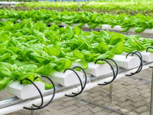 植物工場、収益向上の鍵は「光熱費削減」と「6次化」