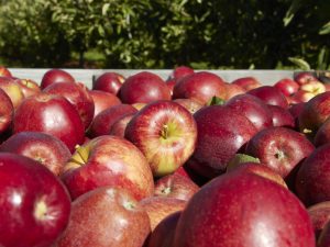 リンゴの輸入量が急増、2年連続で4,000トンに迫る勢い