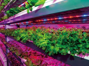 栽培した野菜は機内食に!? ドバイの空港で「垂直農場」を建設中！