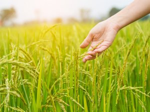 リピーター多数！ ホームセンターで人気の水稲用肥料＆殺虫殺菌剤