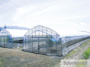 猛暑でもトマトの秀品率を保つには？ ハウス栽培は「白色資材」に注目！