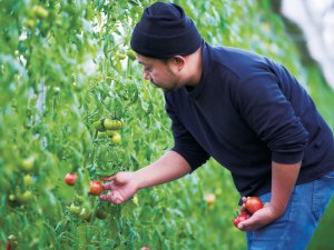 ブランド化したフルーツトマトが味わえる！新潟県の農家レストラン