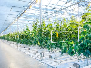 【知って得する】植物工場に欠かせない「養液栽培」とは？
