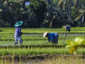 ユーザー満足度が高い、コメリの水稲用肥料と殺虫殺菌剤に注目！
