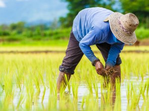 コレひとつで幅広い雑草に効く！ 水稲農家におすすめの除草剤って？