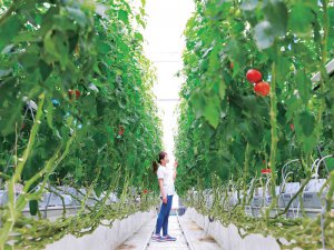 ハウスでの収量不足に悩む農家必見！ 夏でも使える”低温CO2施用機”がスゴい