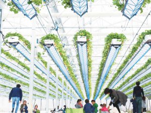独自の取り組みでファンを呼び込む！ 人気イチゴ観光農園の秘密とは？