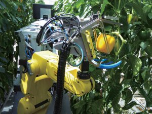 パプリカの熟度を判断して自動収穫!? オランダで収穫ロボットの開発が進む