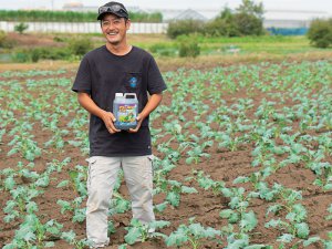 台風被害に遭ったブロッコリーが復活！ バイオスティミュラントはどれくらい凄い？