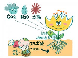 10年掛かる土壌改良が短期間で可能に！ 天然腐植物質に含まれる「フルボ酸」の効果とは