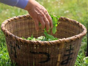 お茶農家が世界をつなぐ!? 日本文化の魅力を広める国際交流のススメ