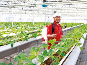 栃木の老舗農家に聞いた！ 美味しいイチゴ作りの秘訣は「基礎技術を大切にすること」