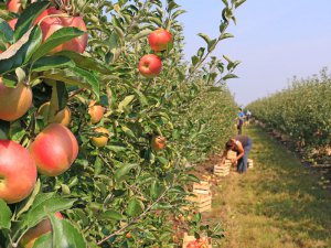 世界で広まるりんごの「クラブ制」とは？ 生産者や販売業者を守る工夫