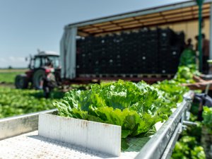 根菜類の収量が地点ごとに把握できる⁉ 生産高向上に繋がる新たなAIの活用法とは