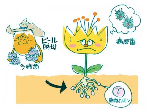 植物の免疫力と鉄吸収力を高める！ “ビール酵母”がベースのバイオスティミュラントの実力とは