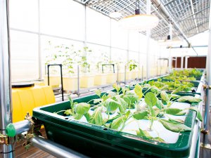 水耕栽培と養液土耕栽培、養殖まで同時にできる!? 話題の鉄骨ポリカハウスの設備を見学