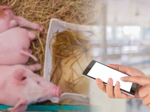 忍び寄るタンパク質危機！ 農学×テクノロジーで“養豚自動化”実証へ