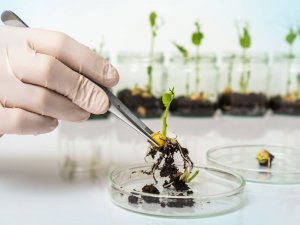国際的に必要性の高いバイオスティミュラントって？ 生産者にとっての“次の一手”になる