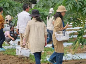 青パパイヤ栽培を通じて消費者に魅力発信！ 地域活性化にも貢献する農園の取り組みとは